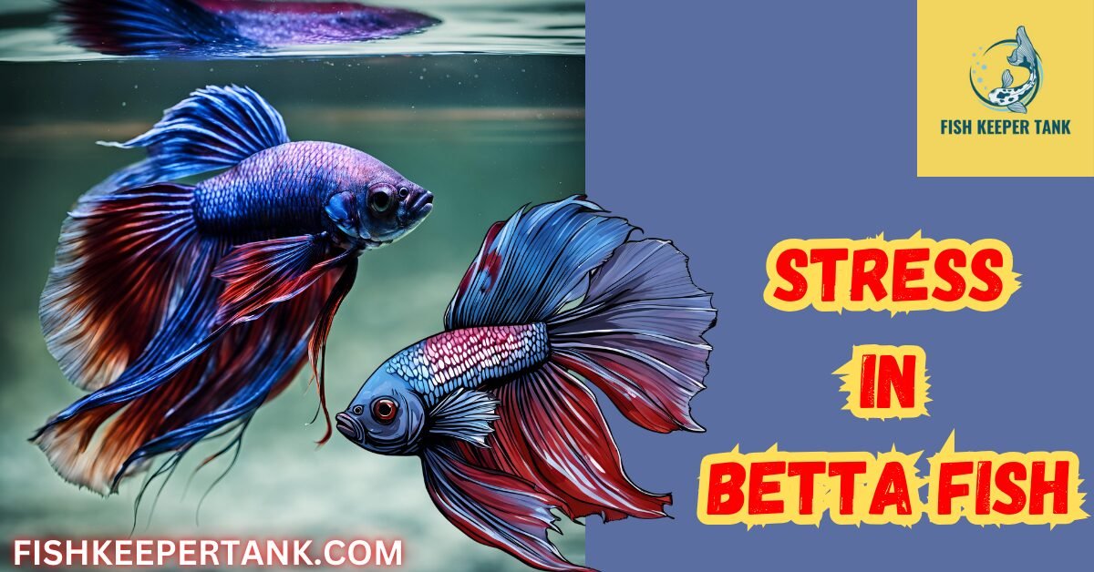 Stress-in-Betta-Fish-Causes-Signs-and-Effective-Solutions