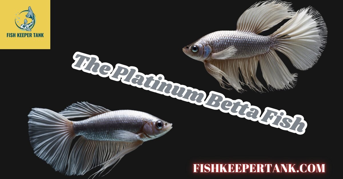 Platinum Betta Fish: A Rare Beauty Of Betta Species