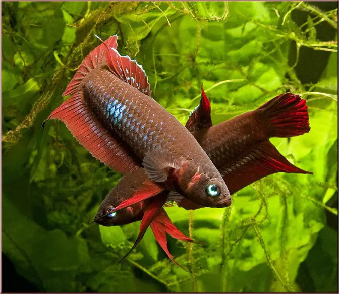 Betta Coccina The Red Betta Fish