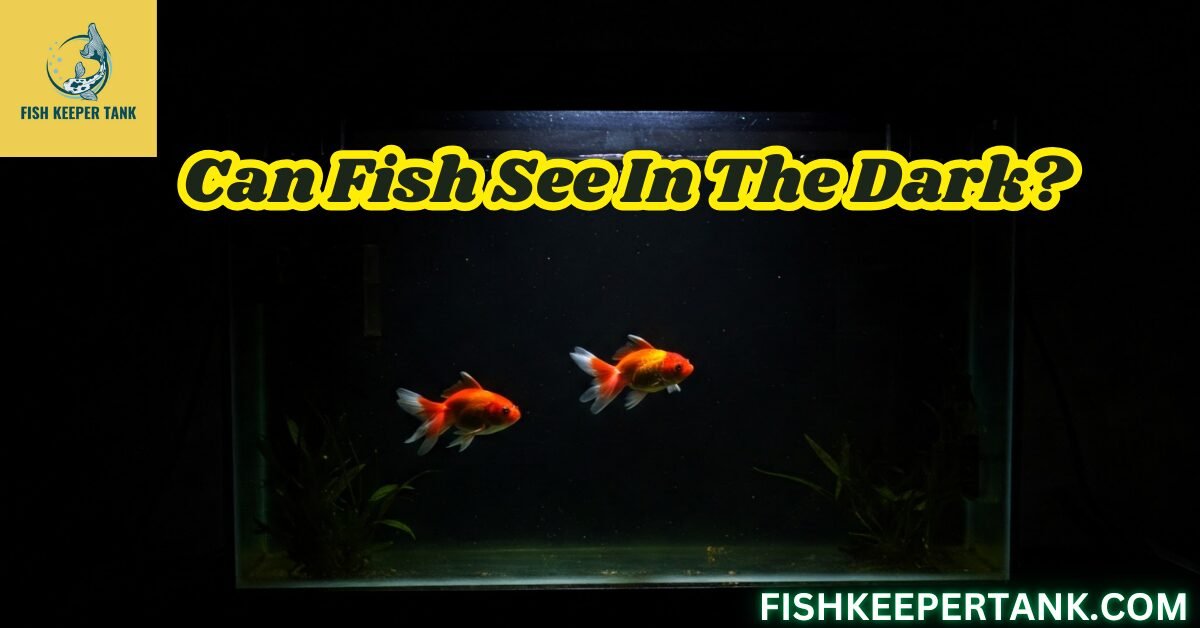 Can Fish See In The Dark? Fish Keeper Tank Guide