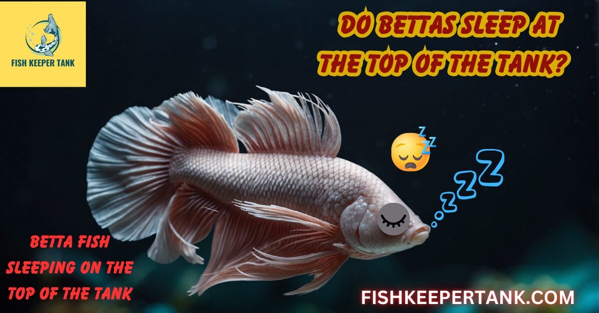 Do Bettas Sleep at The Top of The Tank? Betta Fish Sleeping at The Top of The Tank Explained.