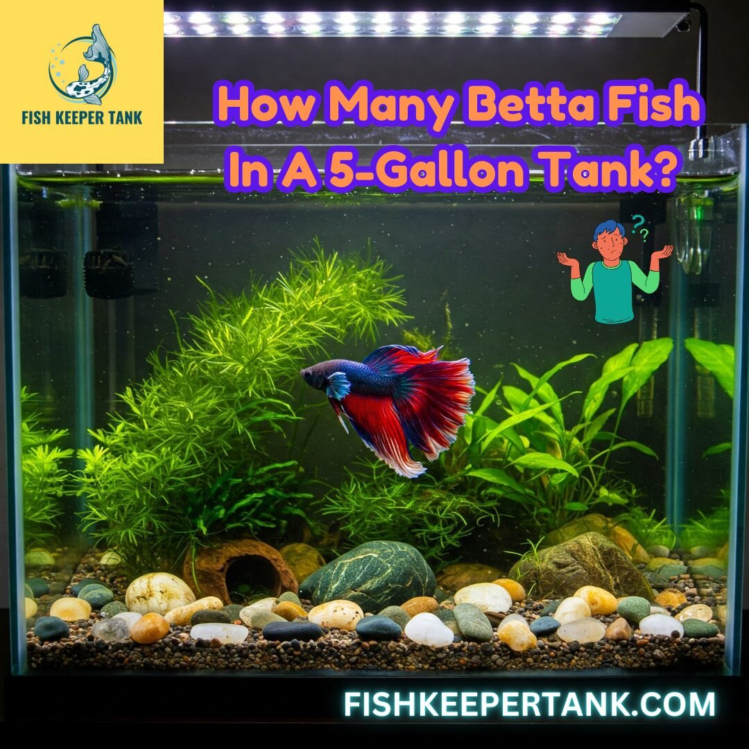 How Many Betta Fish In A 5-Gallon Tank? Fish Keeper Tank Guide