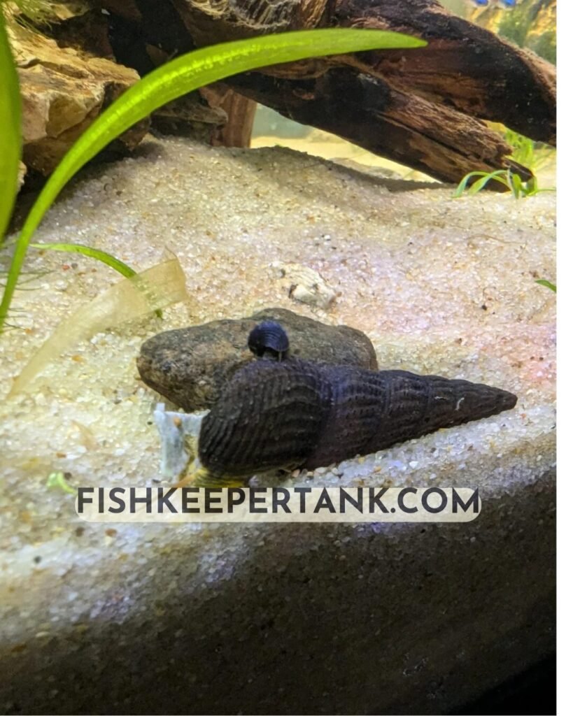 Rabbit Snail With Betta: Rabbit Snails And Betta Fish.