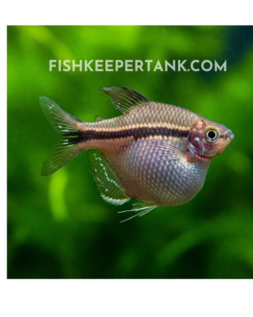 What Does a Pregnant Zebra Danio Look Like? Fish Keeper Tank Guide