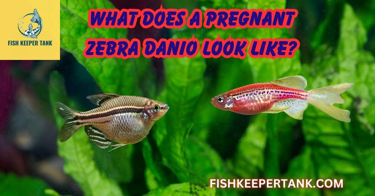 What Does a Pregnant Zebra Danio Look Like? Fish Keeper Tank Guide