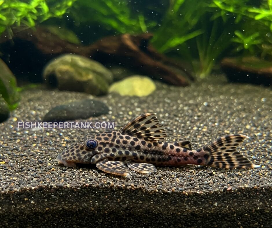 How Many Bristlenose Plecos Can I Keep in a 10 Gallon Tank?