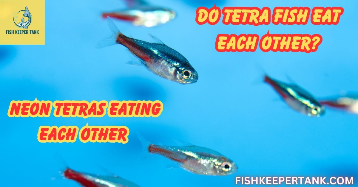 Do Tetra Fish Eat Each Other? Neon Tetras Eating Each Other